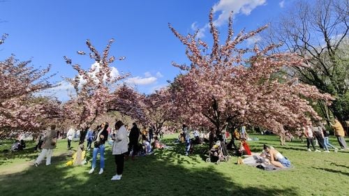 FOTO A înflorit cireșul japonez în București