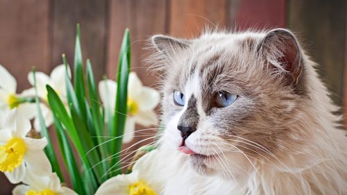Dragostea plutește în aer, dar nu și pentru animalele de companie: Cadourile de Valentine’s Day care pot fi letale pentru câini și pisici