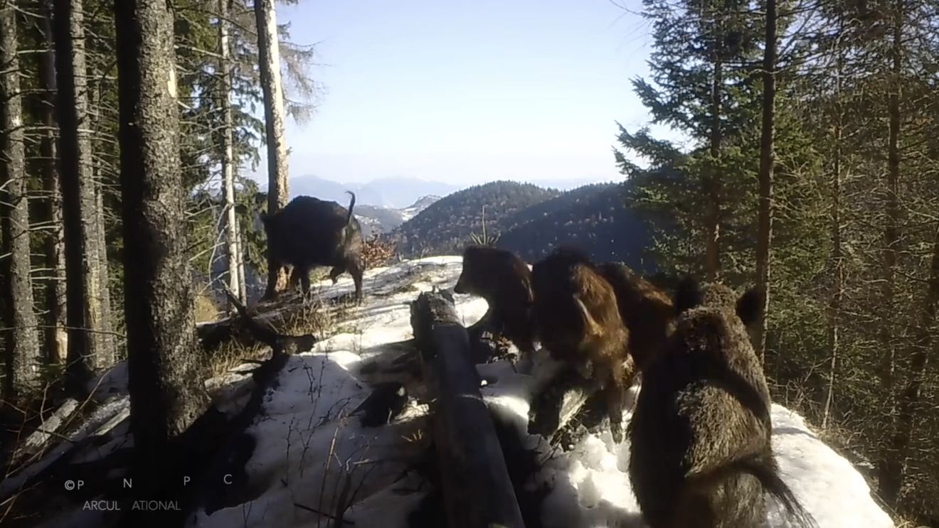 Pauza de respirație: Turmă de mistreți, surprinsă de camerele de luat vederi în Parcul Național Piatra Craiului