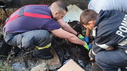 Incident neobișnuit: o căţeluşă s-a blocat în smoală și a fost salvată de pompierii argeșeni după 4 ore