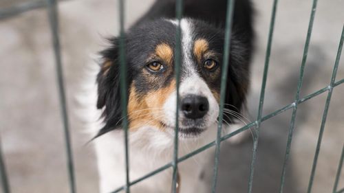 VIDEO | 7 din 10 bucureșteni ar plăti o taxă pentru adopția unui animal: „Dacă e vaccinat, deparazitat și sterilizat, merită!”/ Câți bani sunt dispuși să scoată din buzunare
