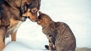 Gerul pune în pericol animalele: Ce trebuie să facem pentru a le proteja în perioada cu temperaturi extreme / Recomandările DSU pentru zilele foarte reci