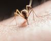 India a autorizat în premieră utilizarea unui vaccin împotriva febrei denga