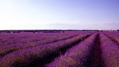 O reglementare europeană ar putea clasifica lavanda drept o plantă periculoasă