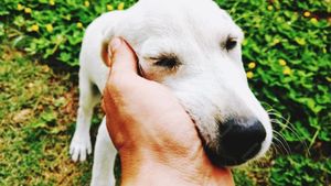Cum se comportă câinii când simt miros de boală? Mecanismul prin care animalele depistează boala cu o precizie mai mare decât unele teste medicale