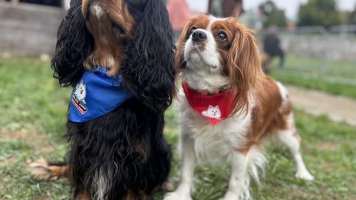 Oradea a scris istorie: Trei recorduri mondiale Guinness, sute de câini fericiți și emoții de neuitat (VIDEO)