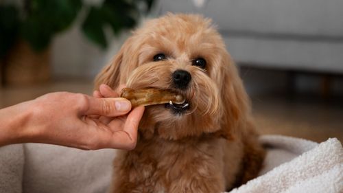 Trendurile virale de gustări de pe TikTok pun sănătatea câinilor în pericol: avertismentul medicilor veterinari