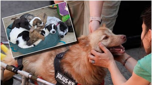Iubitori de animale din Marea Britanie, în România. Ce au găsit la București, după regulile impuse de guvernul de la Londra privind importurile de câini