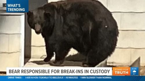 VIDEO Hank The Tank, o ursoaică impozantă, de 180 de kilograme, trimisă la „reabilitare” după ce a dat zeci de spargeri în locuinţe, timp de peste un an, în zona Lacului Tahoe