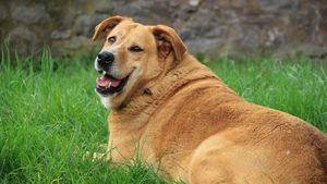 Câinii reacționează la mâncare la fel ca oamenii și au „conflicte interioare” când vine vorba de hrană. O nouă dovadă că obezitatea afectează tot mai multe animale de companie