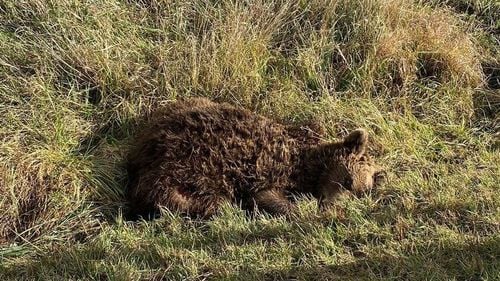 Un nou urs a fost accidentat mortal în județul Covasna / Sunt 16 urși uciși de mașină, în Covasna, în 2023