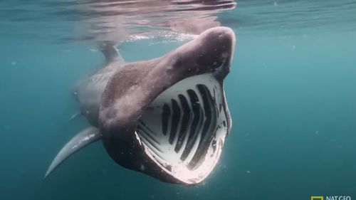 Victorie pentru biodiversitatea din Marea Mediterană: Un rechin pelerin a fost zărit aproape de coasta italiană pentru prima oară în aproape un deceniu