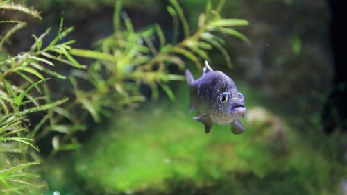 Cum a găsit natura o cale sub „Valea Morții”: Povestea peștilor preistorici care trăiesc de mii de ani într-un bazin din Nevada, simbolul luptei pentru conservarea ecosistemelor acvatice din SUA