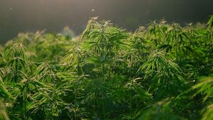 Inspectorii DSVSA Buzău caută THC și opium în semințele de cânepă şi mac produse în județ / ”ANSVSA se alătură luptei împotriva drogurilor”
