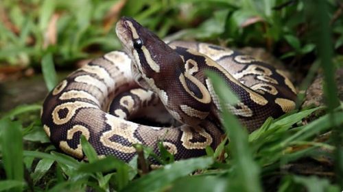 Un pas uriaș pentru știință: cercetătorii au făcut o descoperire extraordinară la pitoni. Cum digeră toată prada, de fapt