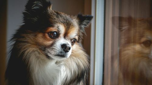 Suedia interzice lăsarea câinilor singuri mai mult de 6 ore: Ce spun studiile din spatele acestei legi