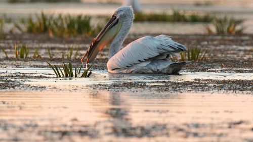 Scade numărul turiștilor în Delta Dunării / ”Se vede din fluxul de ambarcaţiuni pe care le întâlneşti pe canale şi lacuri” / ”Să facă membrii Guvernului concediile în Deltă, ar fi un exemplu”
