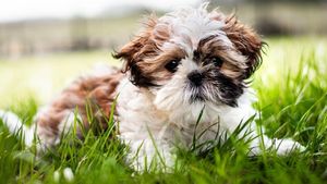 Se apropie ziua în care vom vorbi cu animalele noastre de companie. Cum descifrează știința limbajul necuvântătoarelor