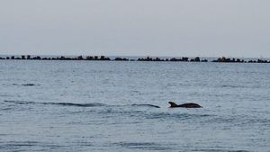 FOTO VIDEO Delfinii se joacă aproape de mal, pe o plajă din Mamaia