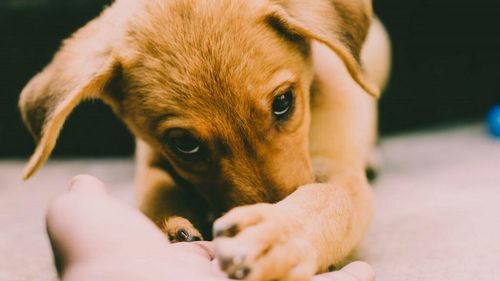 EXCLUSIV | Un animal de companie nu e un simplu cadou de Crăciun, însă poate fi cel mai frumos dar / Adopția schimba vieți: „Un animal nu intră într-o viață pentru o zi. Intră pentru ani”