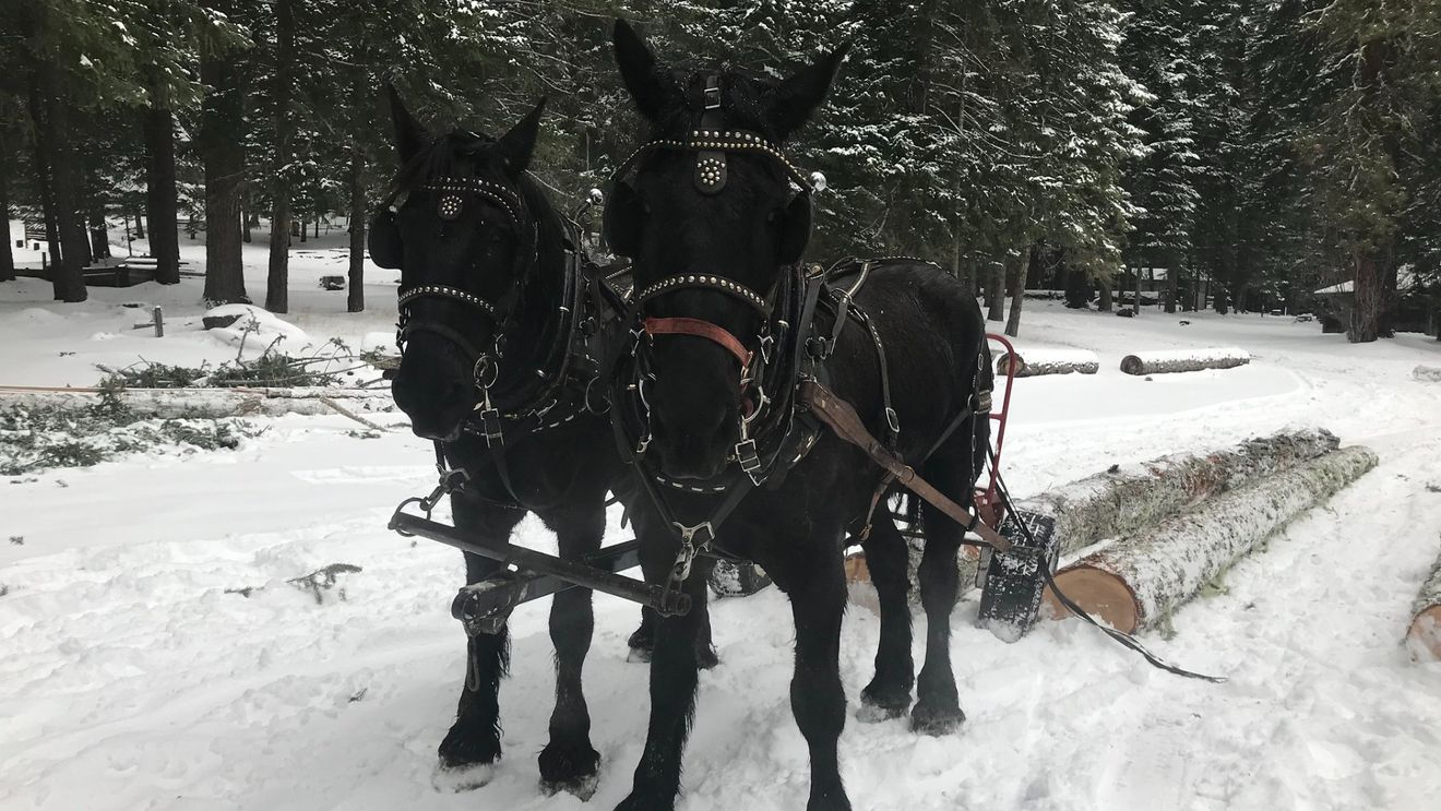 Operațiune sustenabilă: Caii înlocuiesc utilajele într-o pădure britanică / Animalele de tracțiune extrag copacii bolnavi sau prăbușiți