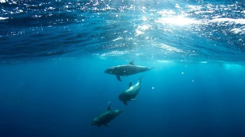 Doar 6-8 de exemplare de marsuin vaquita marina au fost observate în acest an în Golful Mexicului/ Vaquita marina este cea mai periclitată specie de mamifer marin din lume