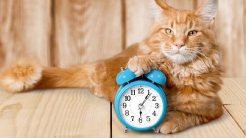 Schimbarea orei afectează animalele de companie mai mult decât ne-am aștepta: „Devin mai agitate, mai vocale sau refuză să mănânce la orele obișnuite”, susține medicul veterinar. Cum îți ajuți câinele sau pisica să se adapteze la ora de iarnă – EXCLUSIV