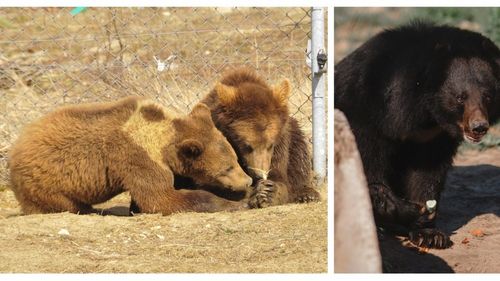 FOTO Trei urși salvați dintr-un sanctuar din Ucraina au primit o casă nouă în Germania