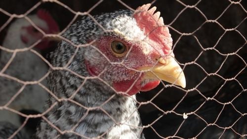 Comisia Europeană va propune eliminarea treptată a cuștilor pentru animalele de fermă, ca răspuns la o inițiativă a cetățenilor UE