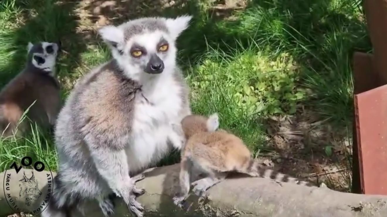 VIDEO Pauza de respirație: Lemurii din Târgu Mureș, atât de prietenoși și aproape de oameni