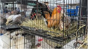 Comerț ilegal de animale la târgul din Voluntari: Ce alte nereguli grave au mai descoperit autoritățile (FOTO)