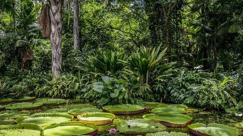 Ritmul defrişărilor în Amazonia braziliană, la cel mai scăzut nivel din ultimii 9 ani