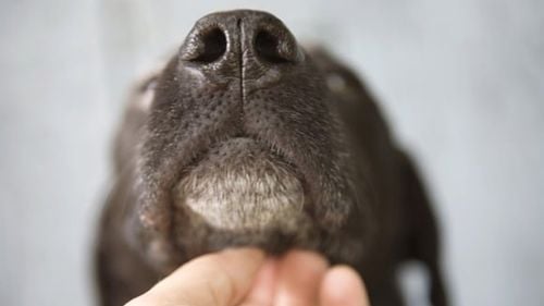 Încă un interviu memorabil la Antena 3. Gadea și Badea l-au biciuit pe Dragnea cu întrebări până când liderul PSD a cedat și le-a mulțumit în direct pentru activitatea lor de propagandiști