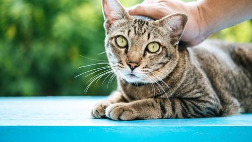 Un medic italian este anchetat după ce i-a făcut pisicii sale o tomografie la spitalul unde este manager al unității de radiologie