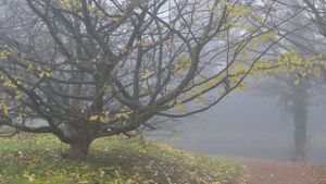 METEO Temperaturi peste cele medii în această săptămână, ploi și ceață mai ales în primele zile
