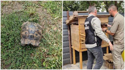 Noi detalii în cazul țestoasei din specia protejată salvată de Garda de Mediu Suceava: Bărbatul care o deținea susține că a găsit-o în Constanța / Motivul pentru care ar fi vrut să vândă reptila pe OLX