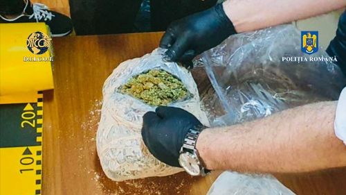 Primăria București ar putea cumpăra 100 de drugteste pentru poliție