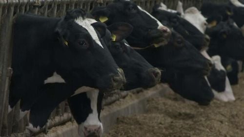 Producția de biogaz, o nouă oportunitate pentru fermieri. Trei vaci pot produce gazul de care o familie are nevoie într-un an