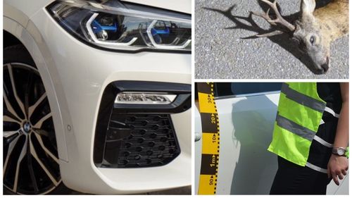 Bihor: Doi indivizi, prinși la braconaj, au rămas fără vânat și arme, dar și fără un BMW X6