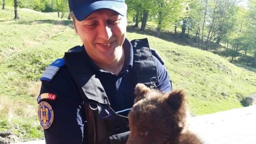 Un pui de urs a fost salvat de jandarmii băcăuani după ce se urcase într-un copac de frica unor câini / A fost botezat ”Norocel”