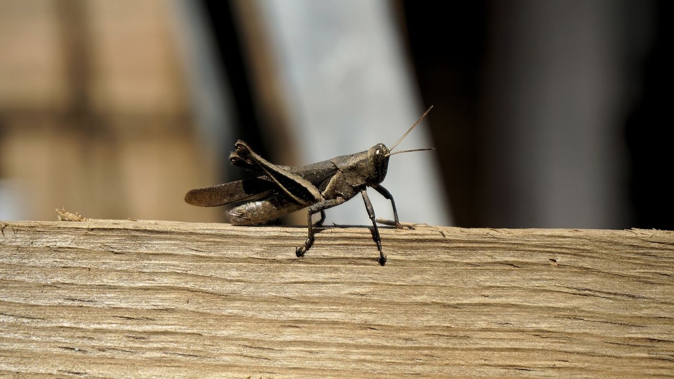 Greierele de casă, a treia insectă autorizată ca ingredient alimentar pe piaţa din UE