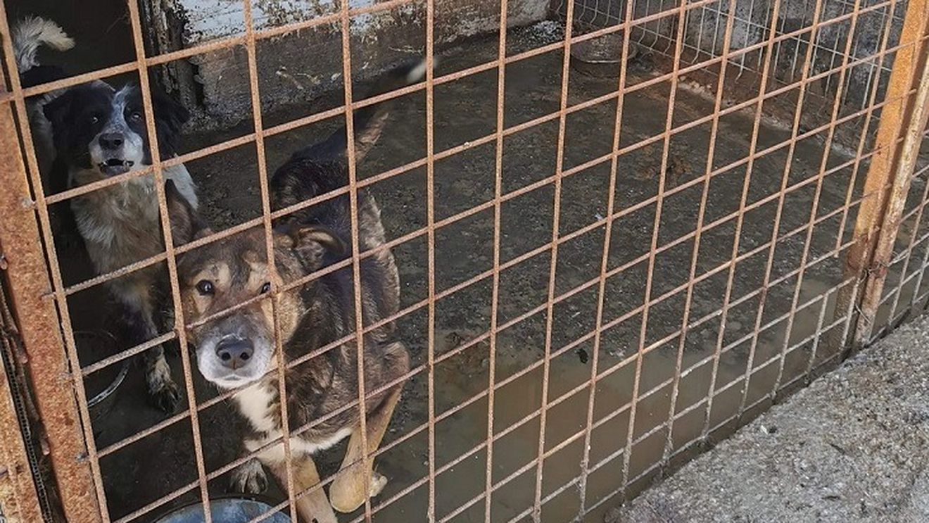 Situație îngrozitoare la un adăpost de câini din Timișoara:  50 au fost eutanasiați din lipsă de spațiu / ”Să fie pregătit pentru următorii câini pe care capturează”