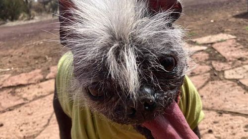 "Happy Face", un patruped chinezesc cu creastă, desemnat cel mai urât câine din lume în 2022