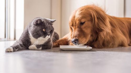 Alimente interzise pentru câini și pisici: Ce NU trebuie să le dai niciodată