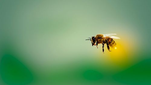 STUDIU Veninul de albină are potenţialul de a distruge celulele cancerului de sân