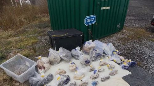 Şarpe cu o lungime de peste cinci metri, găsit pe un drum în Ţara Galilor / Alături de el se găseau alte câteva zeci de reptile, moarte