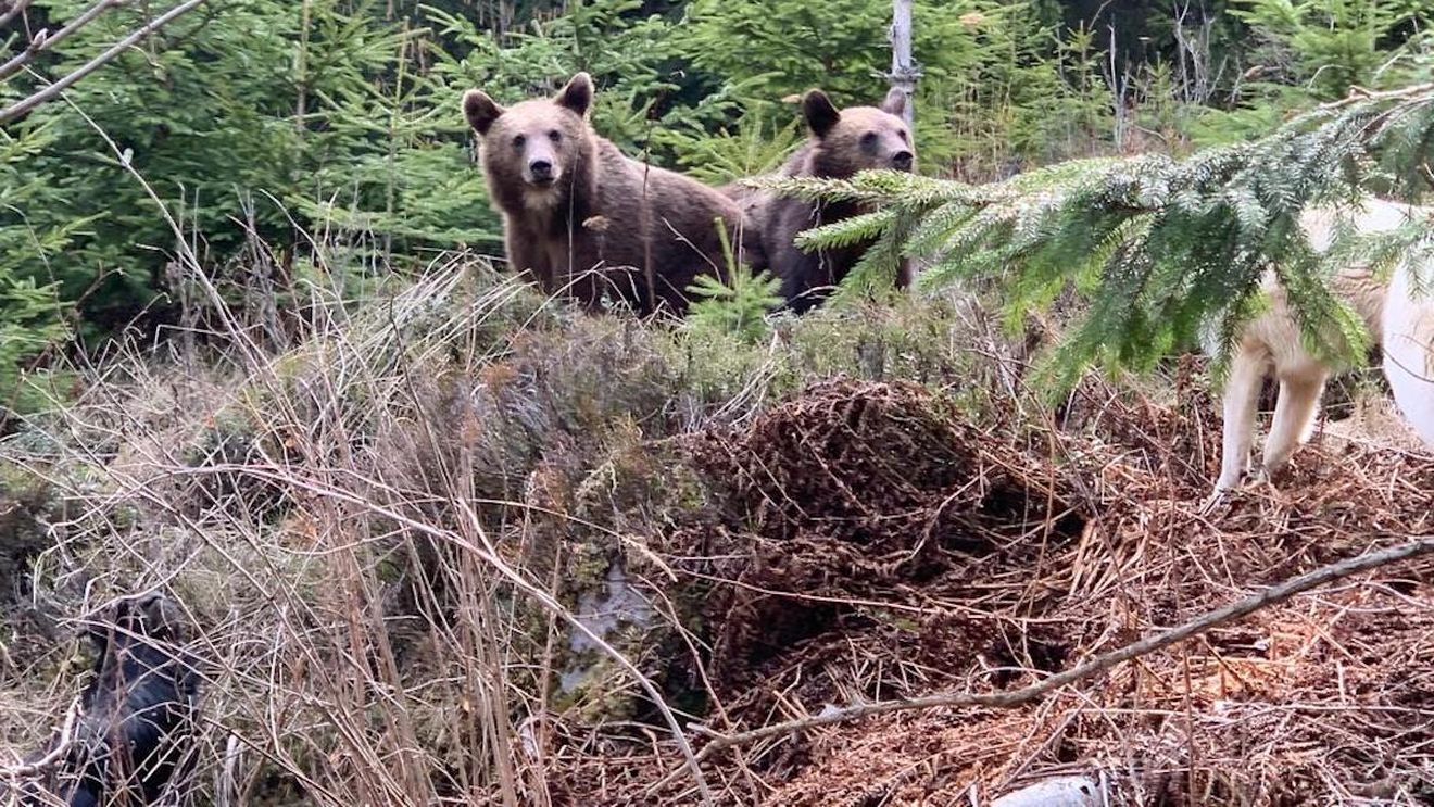 Sanctuar de urși în Masivul Postăvaru / Urmează să fie găzduite aici în jur de 60-70 de exemplare / Proiect de 6,2 milioane de lei