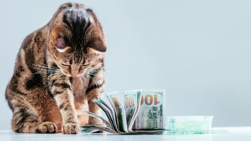 Animalele de companie nu mai sunt pentru toți: Ce spun statisticile despre cheltuielile tot mai mari