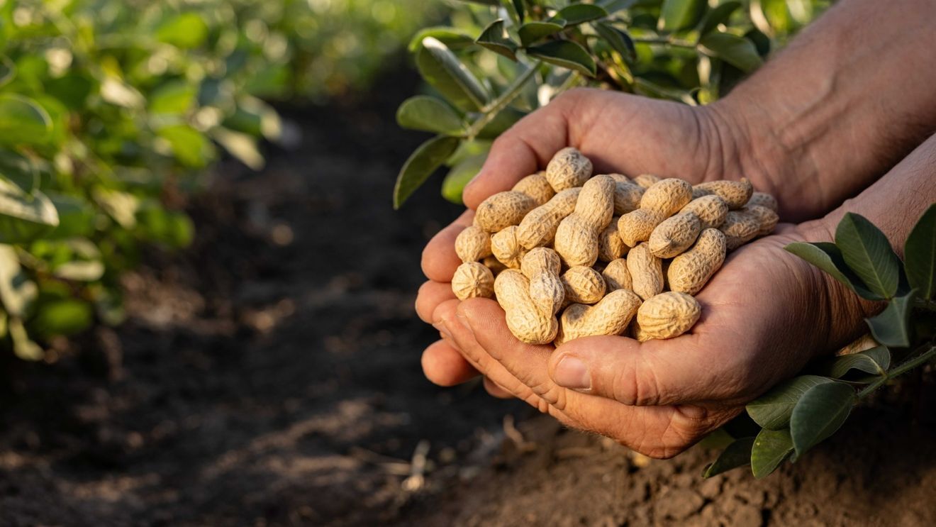 Mars investește 5 milioane de dolari în cercetarea agricolă inovatoare pentru a proteja și perfecționa arahidele