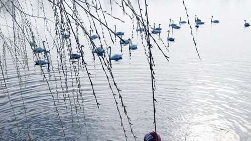 O lebădă, blocată într-un fir de pescuit pe un lac din județul Argeș, a fost salvată de pompieri